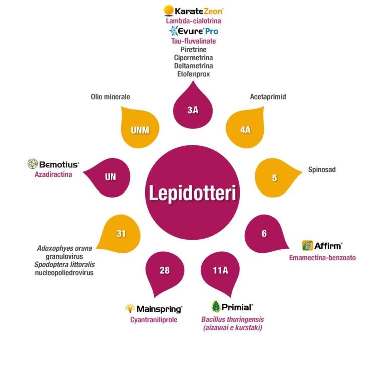 Gestione Lepidotteri