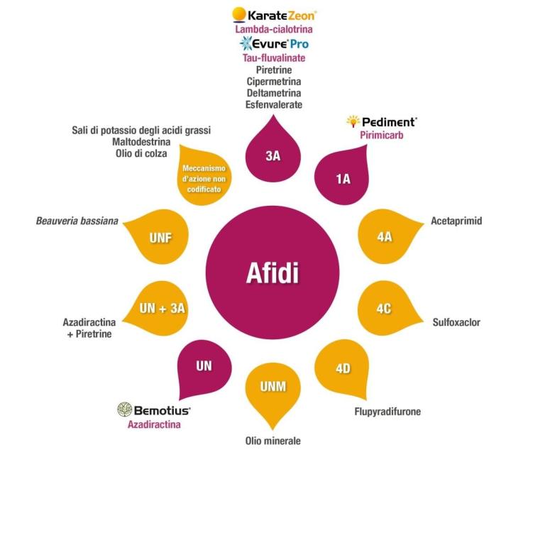 gestione_afidi.jpg