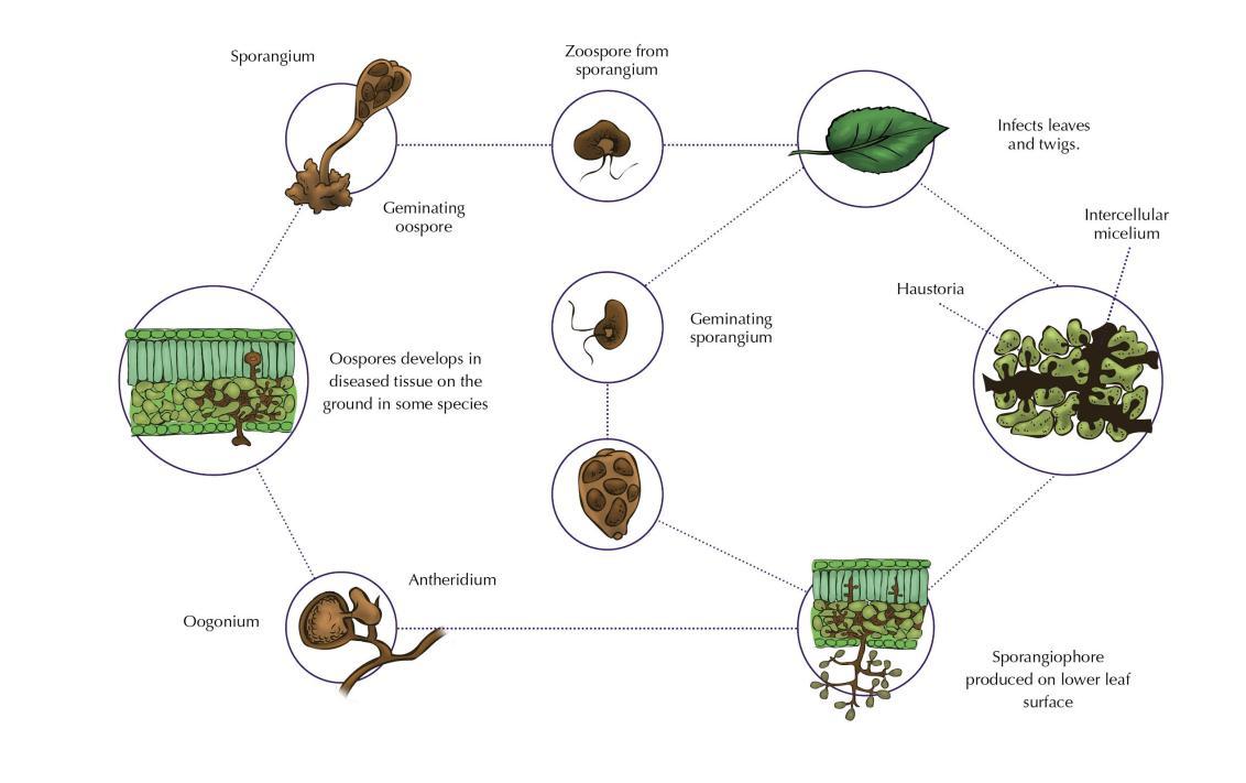 Life Cycle