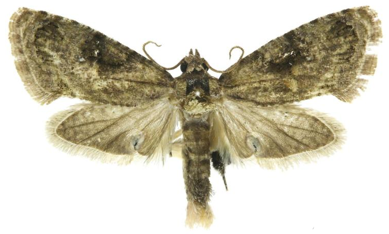 false codling moth