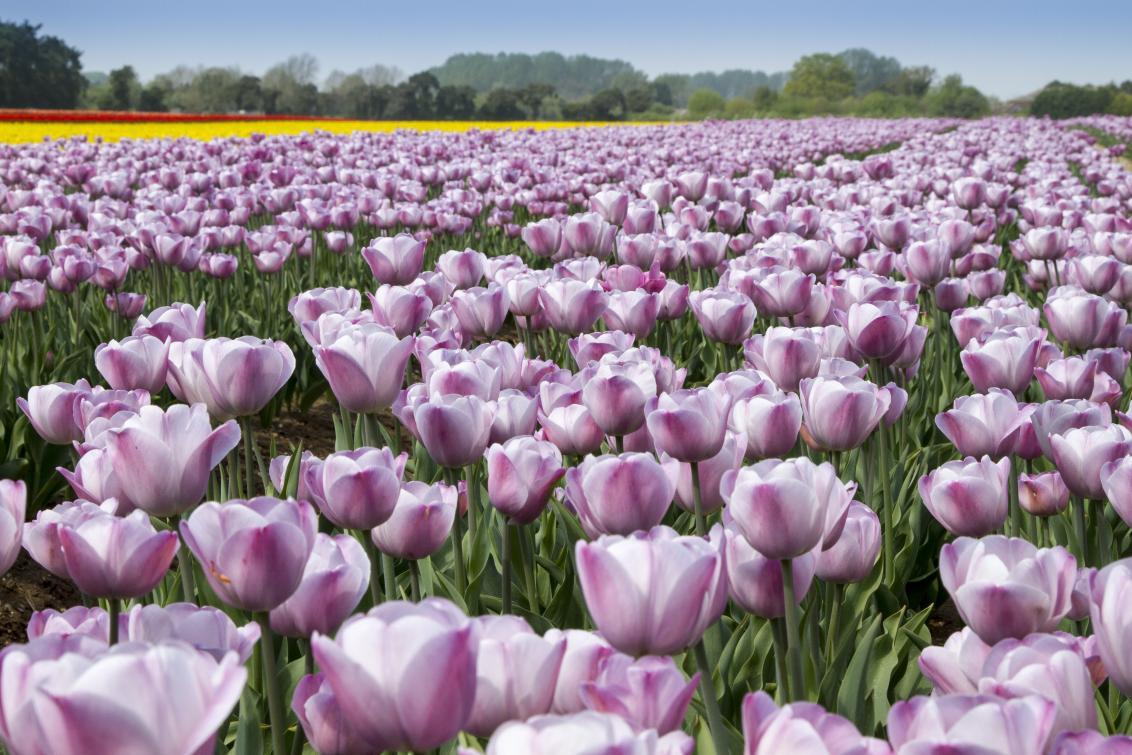flower field