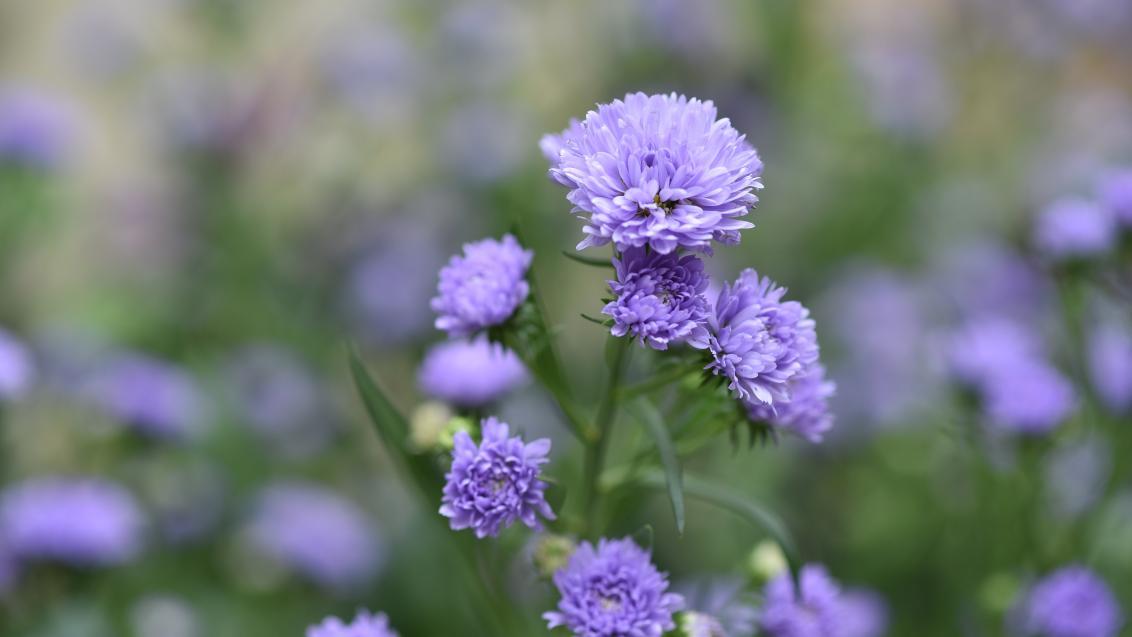Aster