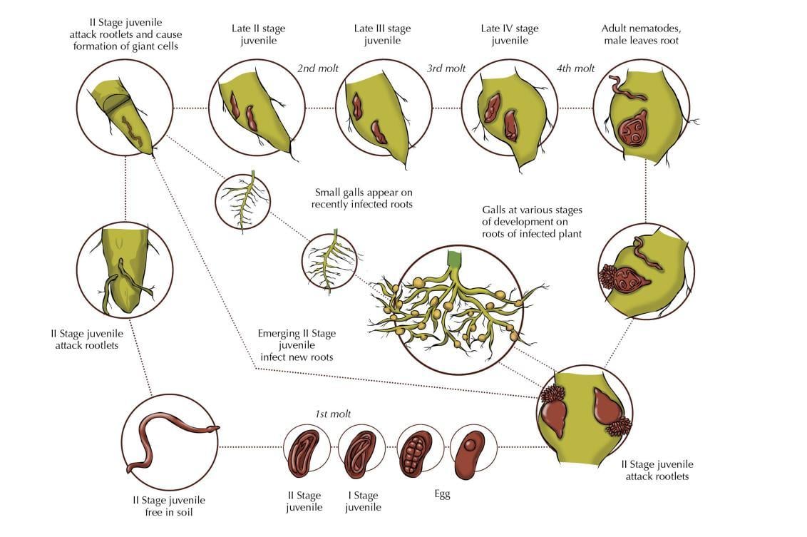 root-knot nematode life cycle