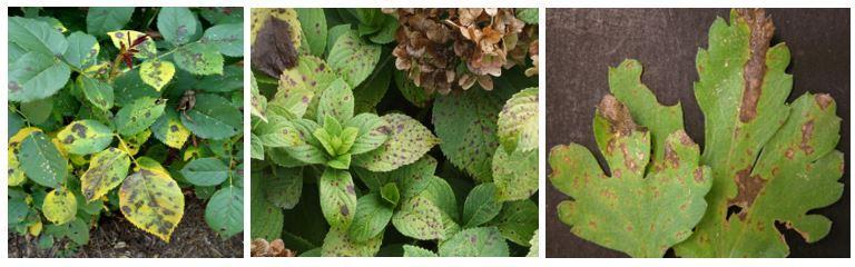leafspot