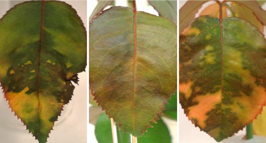 Infected rose leaves