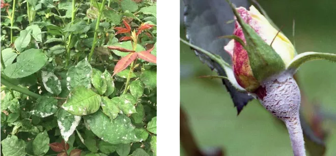 Powdery Mildew Solutions Guide