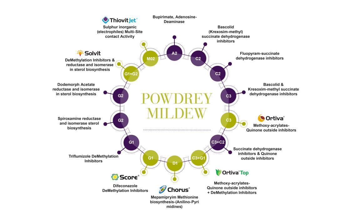 powdery_mildew_resistance_scheme