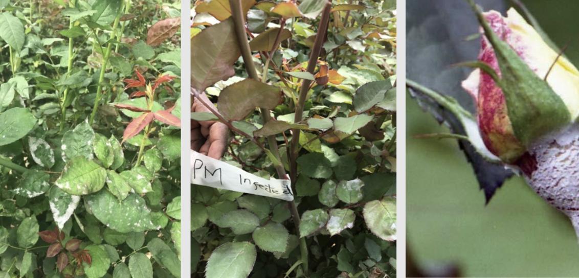 Powdery mildew on ornamental crops - Floriculture Kenya