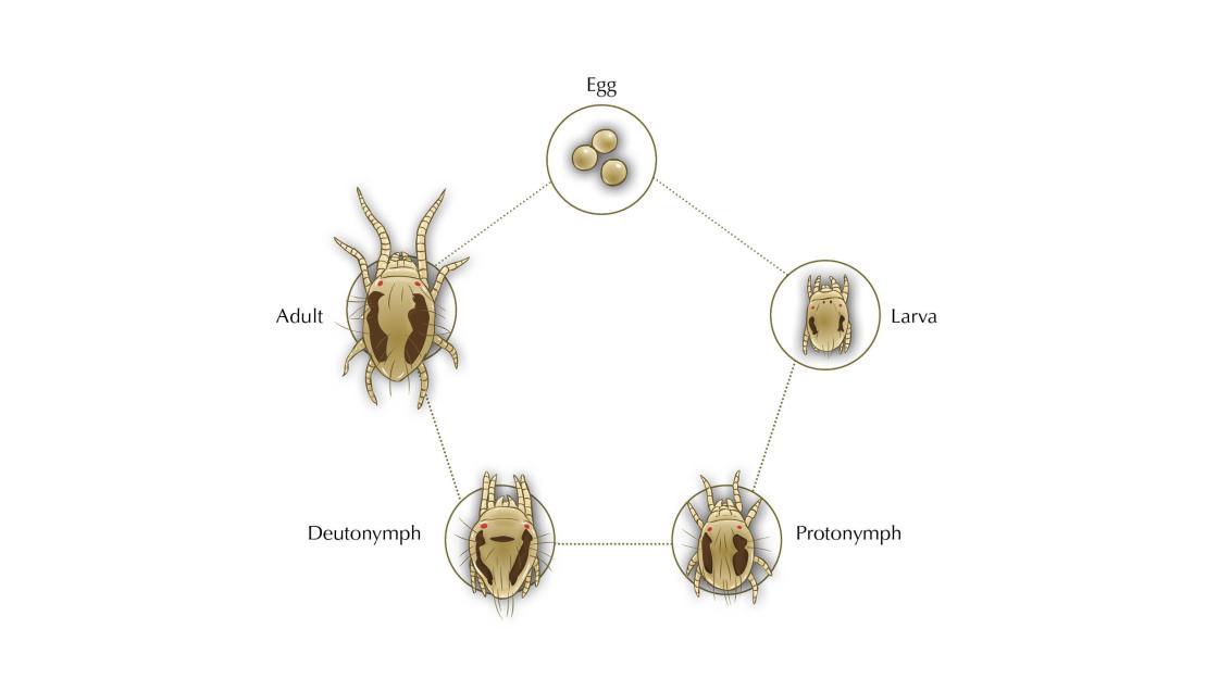 spider mite life cycle