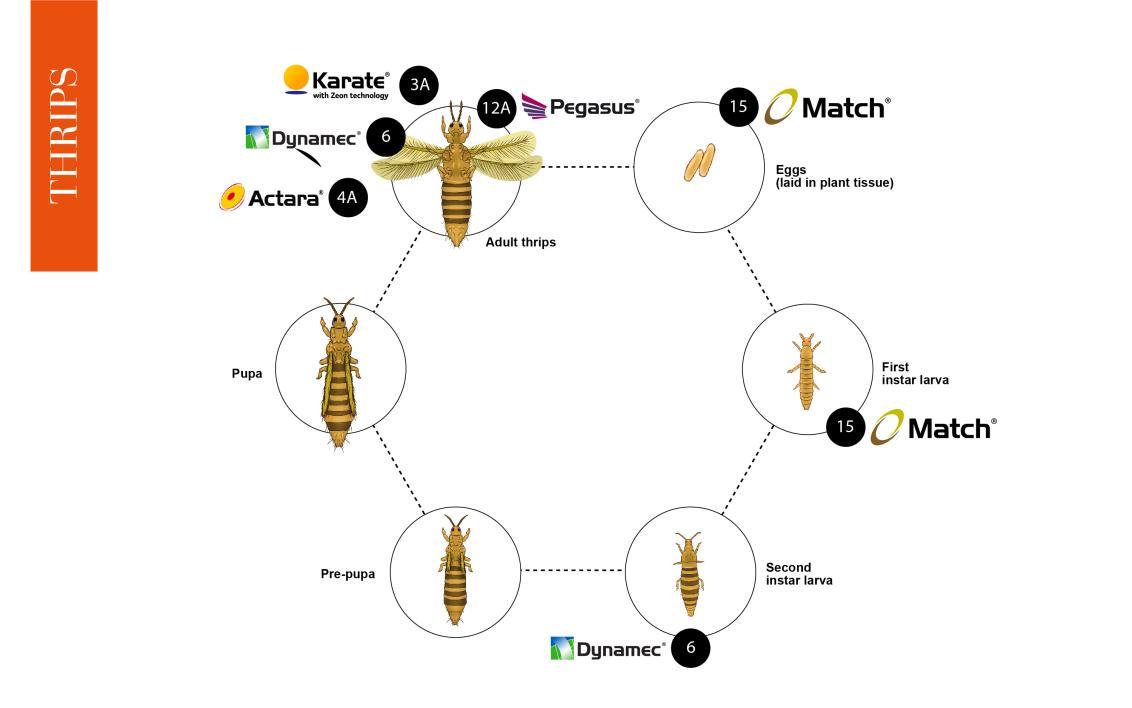 Thrips Cycle