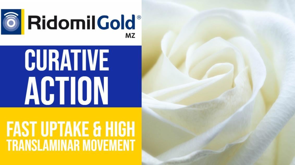 ridomil_gold