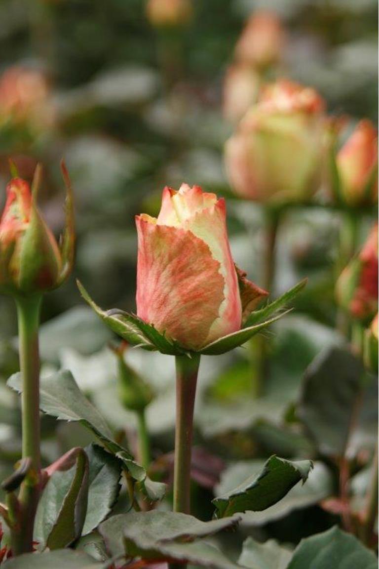 White-pink Rose