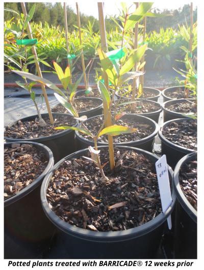 plants in pots