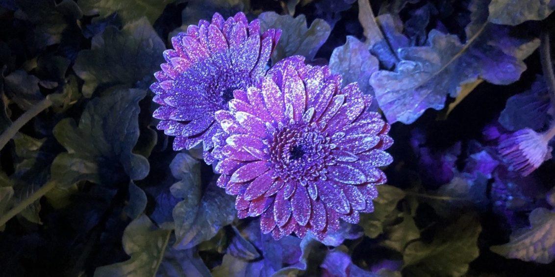 fleurs violettes pulvérisées, visualisation de la pulvérisation aux UV