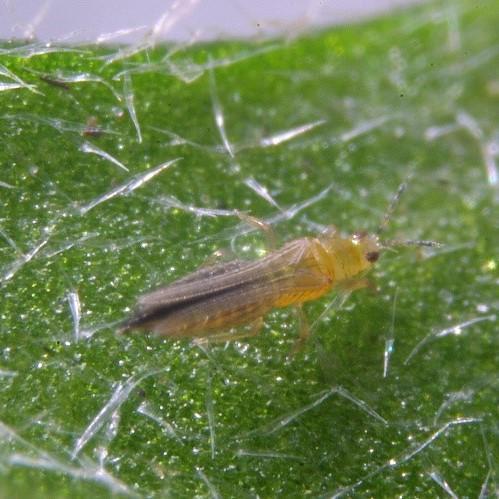 Thrips
