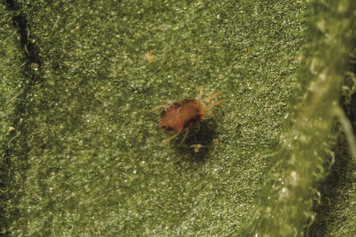 Insecticide resistance