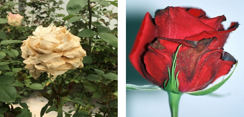 botrytis