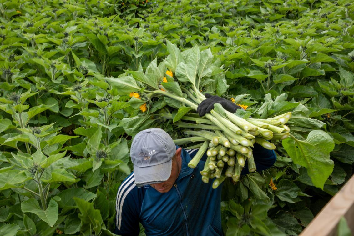 Fungicides