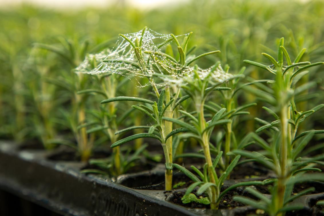 Plants