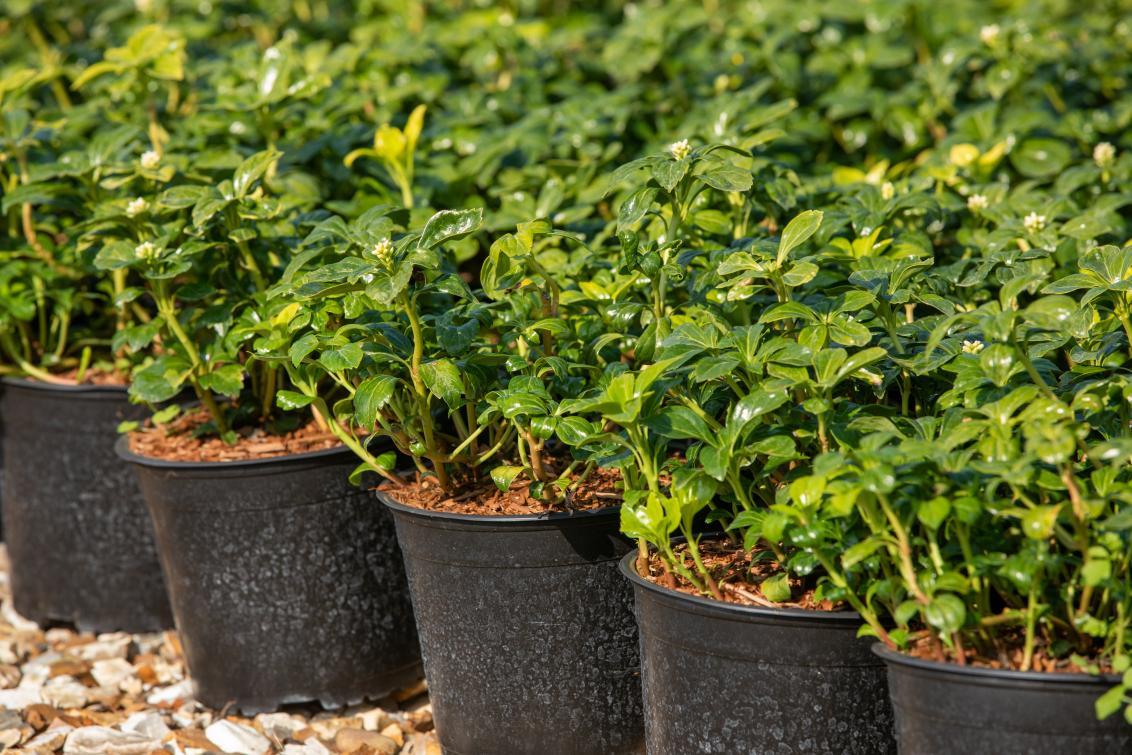 Potted plants