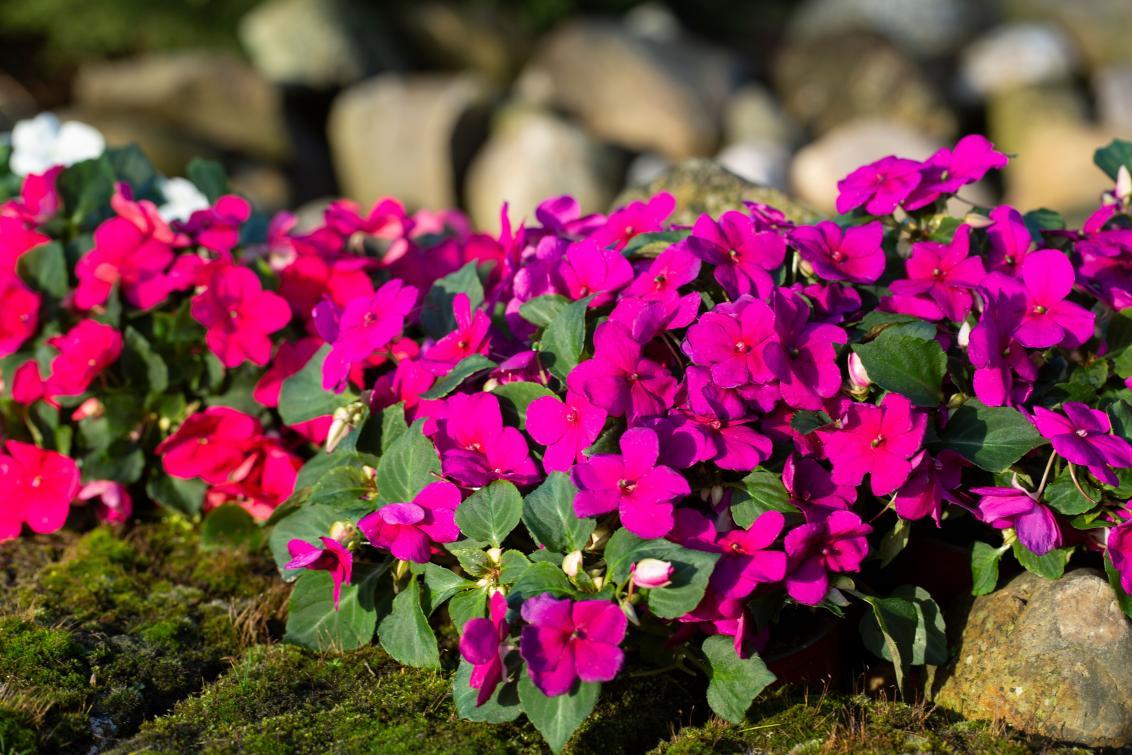 purple flowers