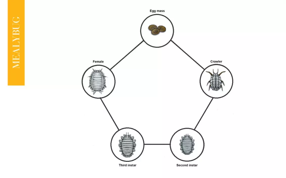 Mealy Bugs Life Cycle
