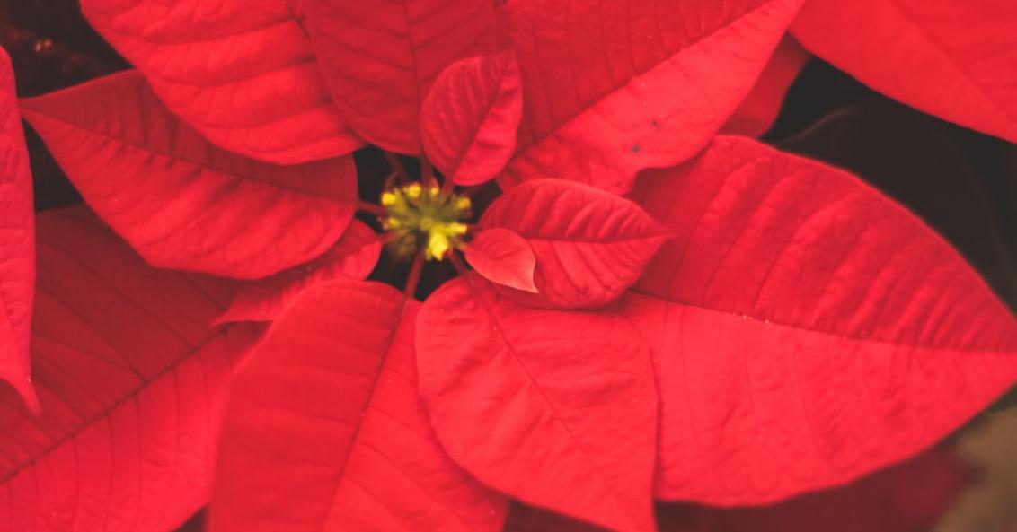 Red flower