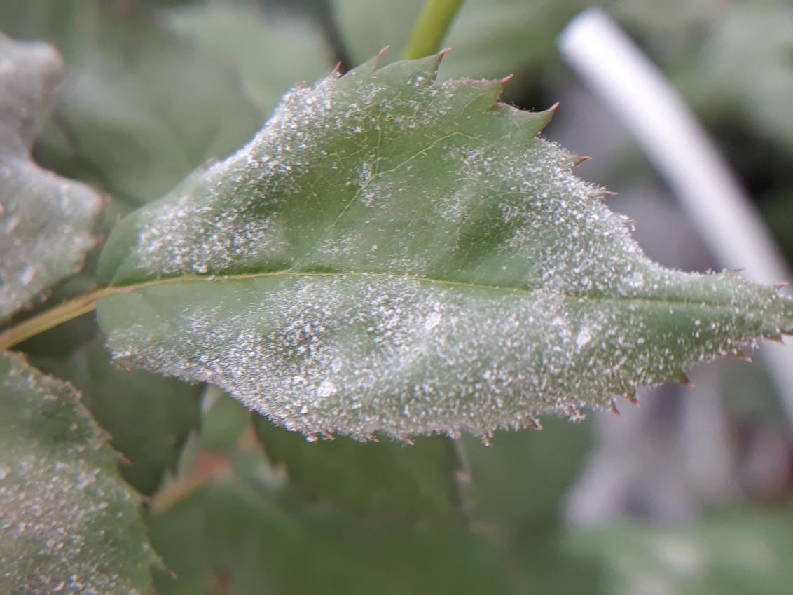 Powdery mildew