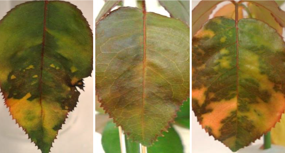 rose downy mildew