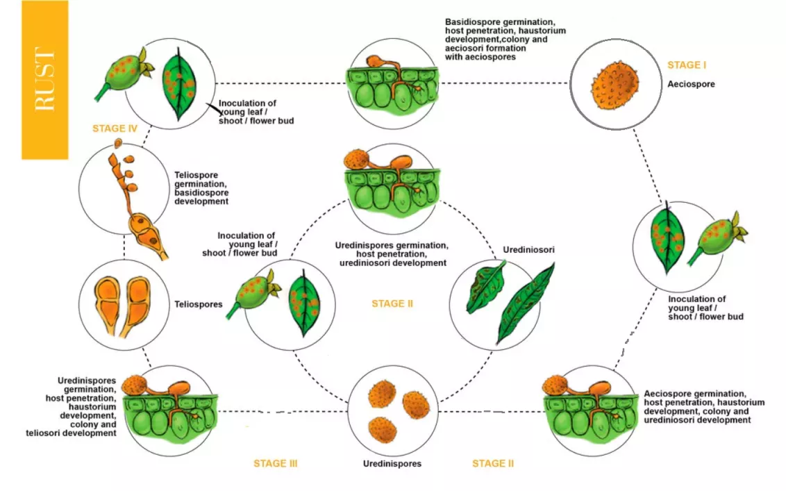 Rust Life Cycle