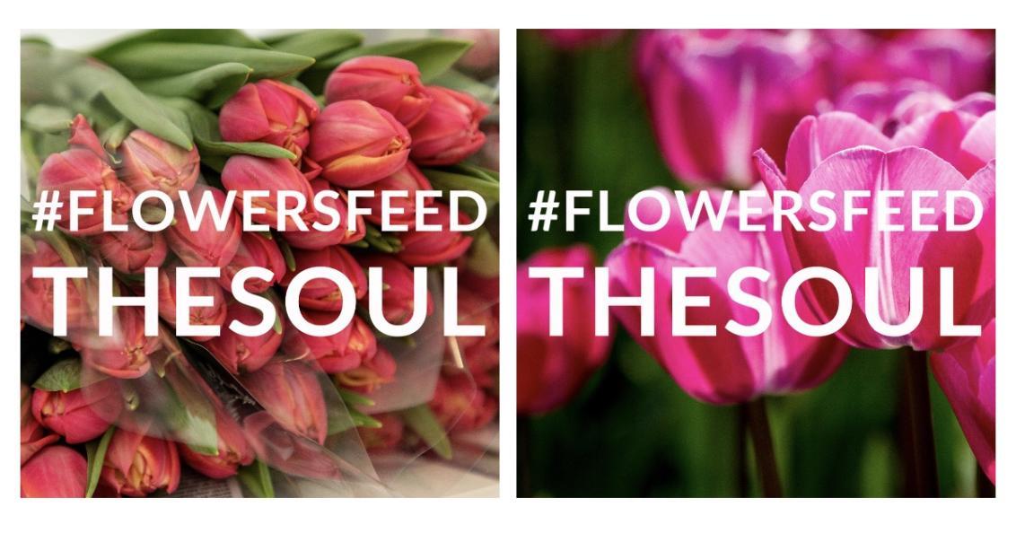 flowersfeed