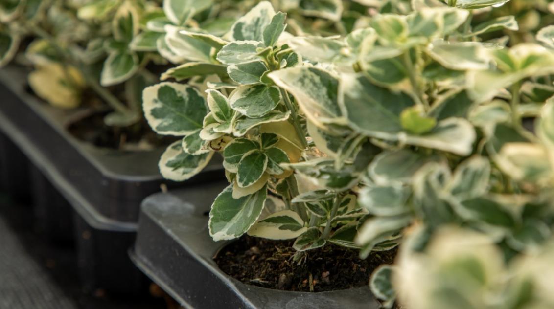Plants