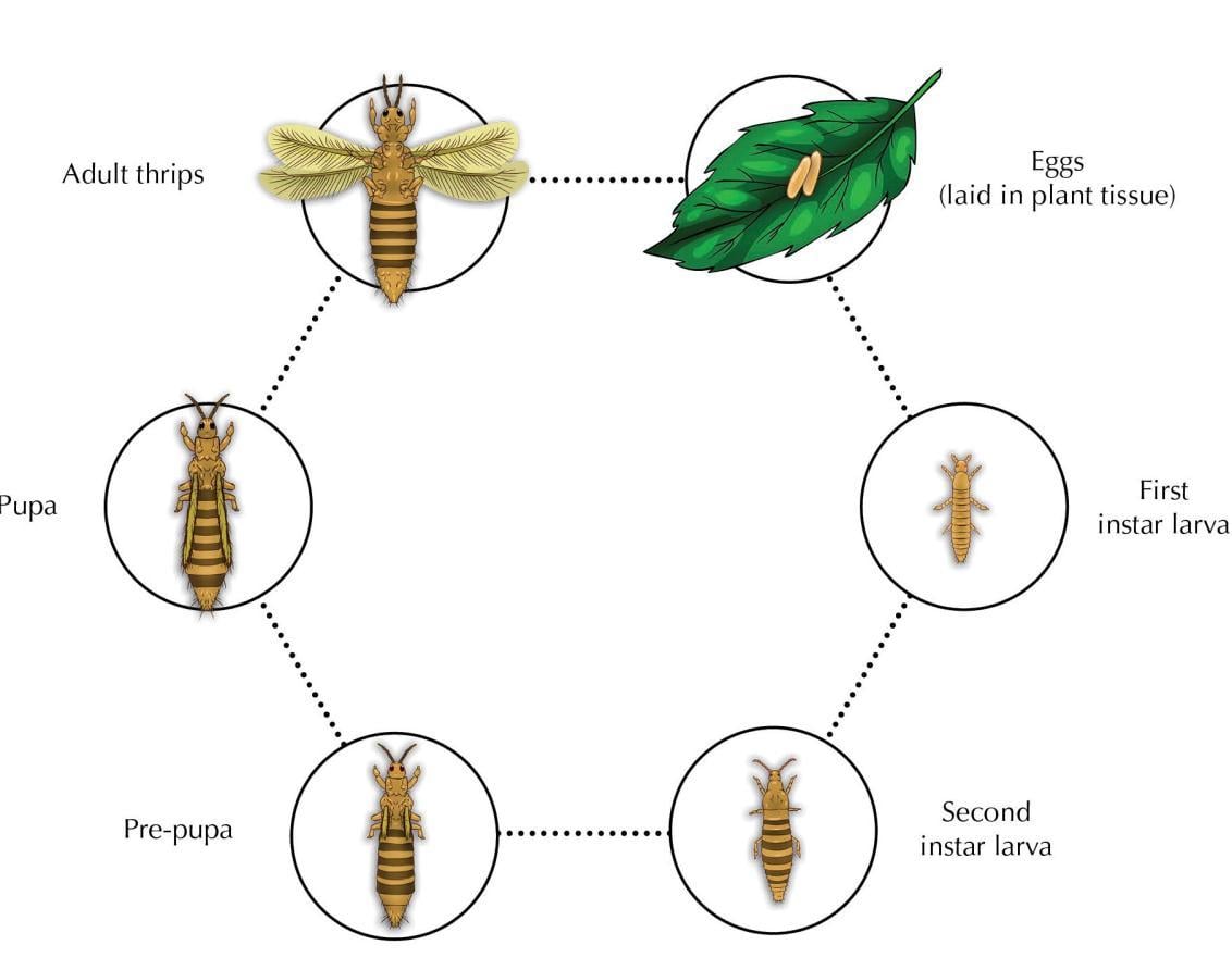 Thrip lifecycle