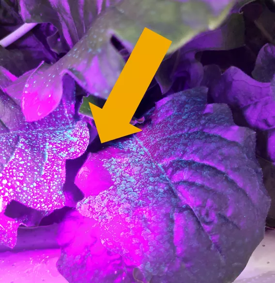UV to see the adjuvant story