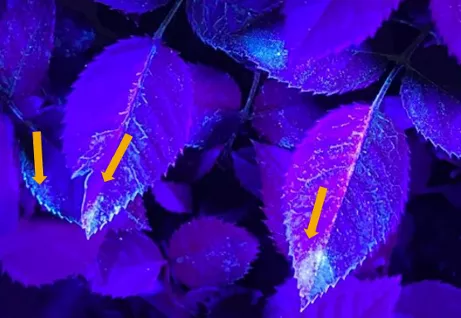 adjuvants