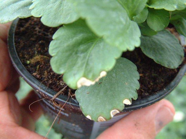 Viola