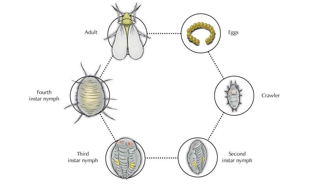 Whitefly lifecycle