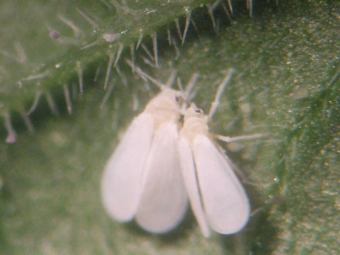 Whitefly
