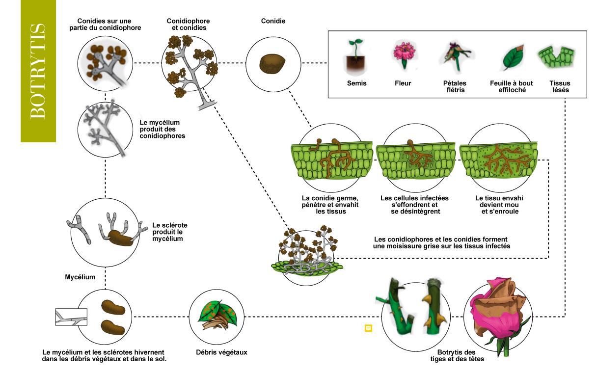 cycle bio botrytis