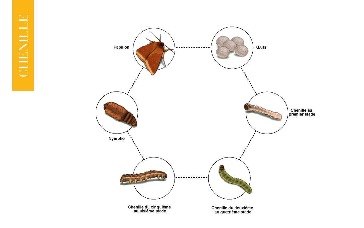 cycle bio chenille