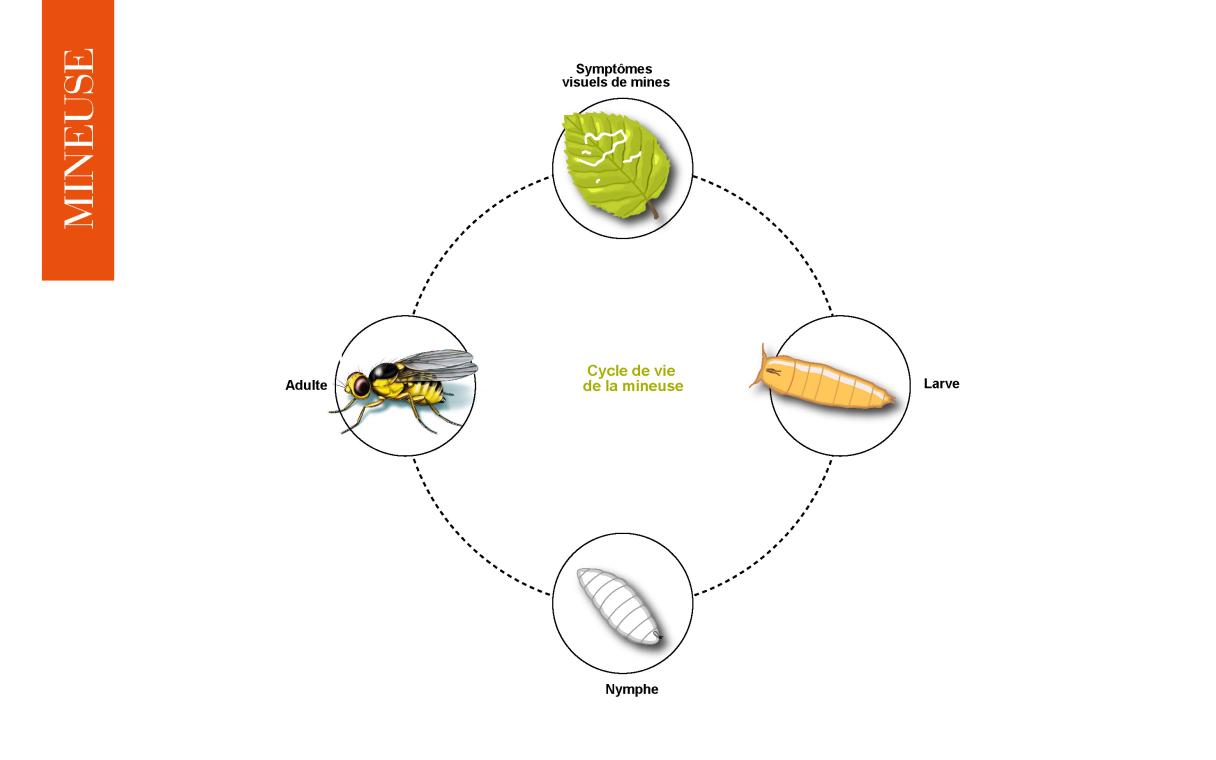 cycle bio mineuse