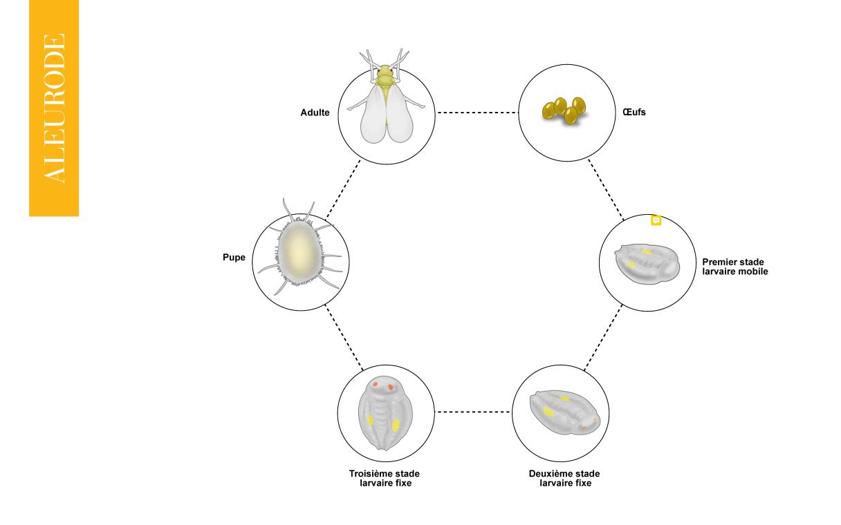 cycle bio aleurode