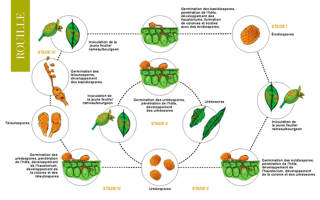cycle bio rouille