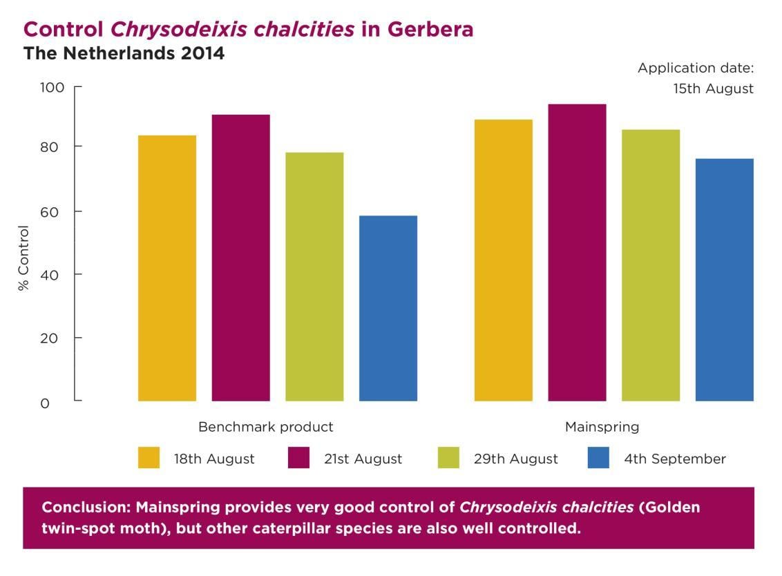 control chrysodeixis chalcities in gerbera graph