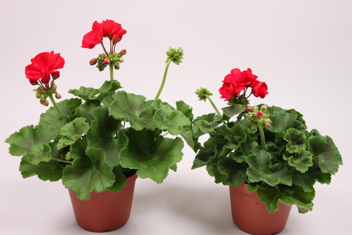grandeur classic red pepper pelargonium zonale
