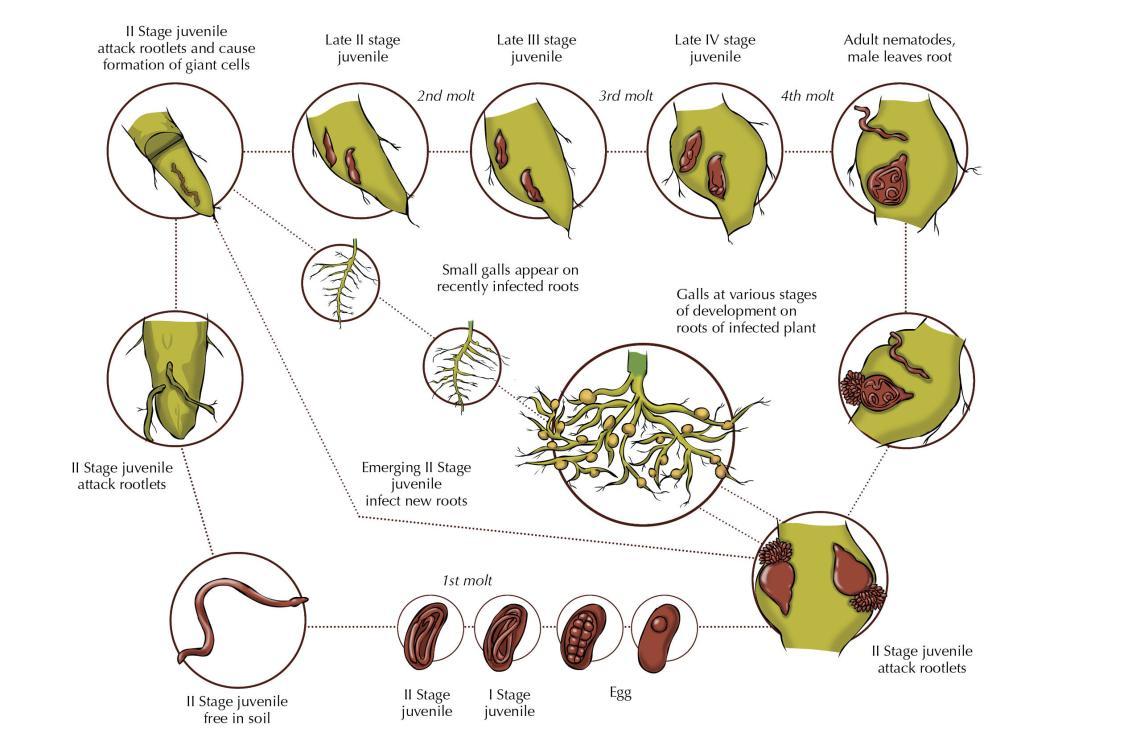 root-knot nematode life cycle