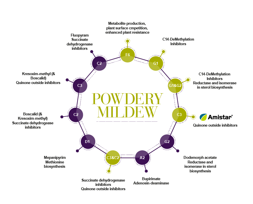 resistance management powdery mildew infographics