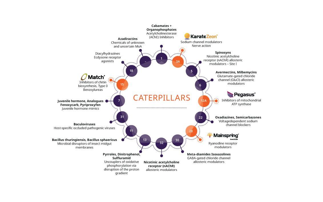 Caterpillars