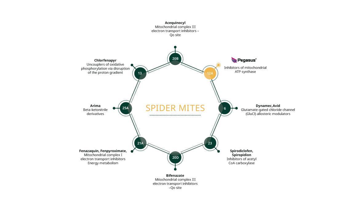 Spider mites