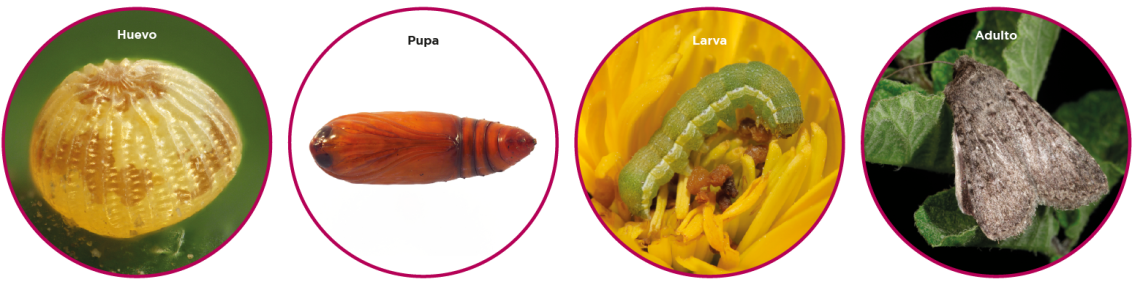 plagas_cuarentenarias_flores